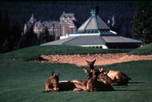 Elk on BSH GC