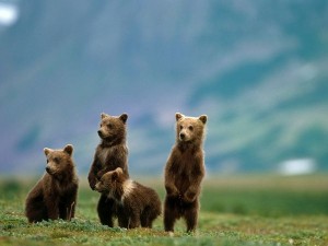 10 HIBERNATION FACTS – BROWN BEARS