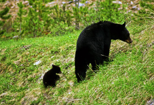 NEW & UNIQUE TOURING OPTIONS FOR 2016 CANADIAN ROCKIES PROGRAMMES