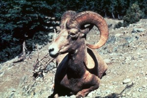 HOW DOES AN ANIMAL IN BANFF NATIONAL PARK CROSS THE ROAD?