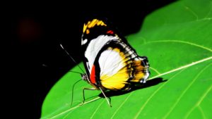 White Nymph Butterfly