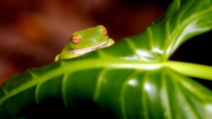 Green Tree Frog